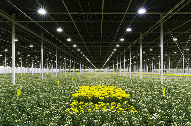 Why Feton As Your LED Grow Lights Factory