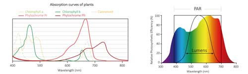 Grow Light Spectrum Guide