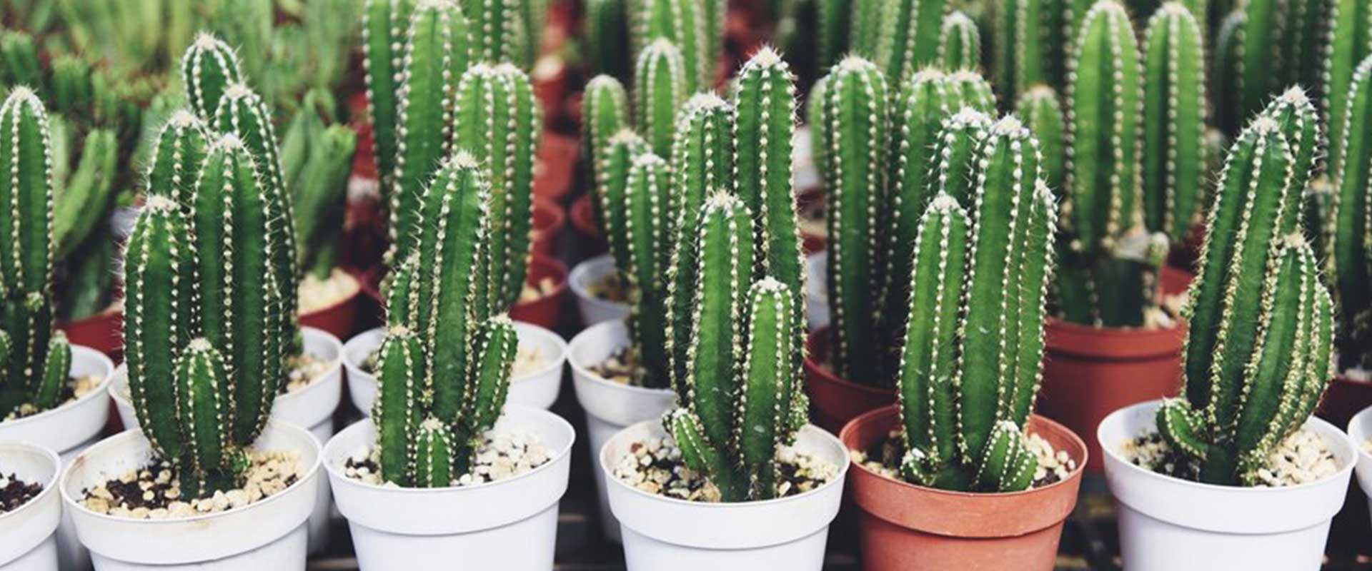 Feton LED Grow Light for Cactus