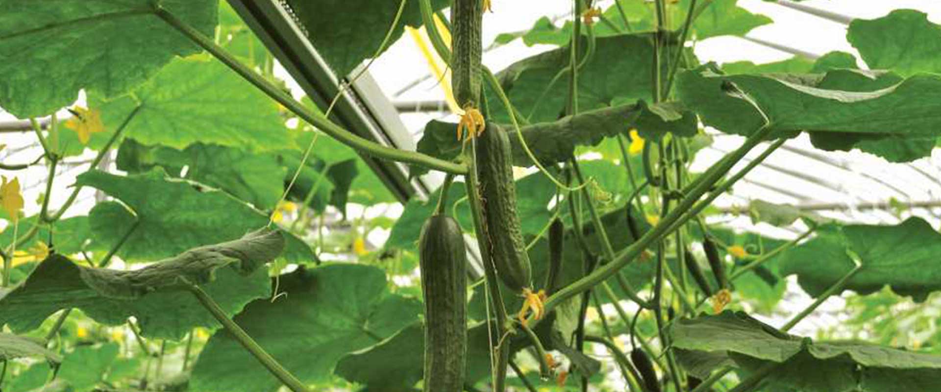 Feton LED Grow Light for Cucumber