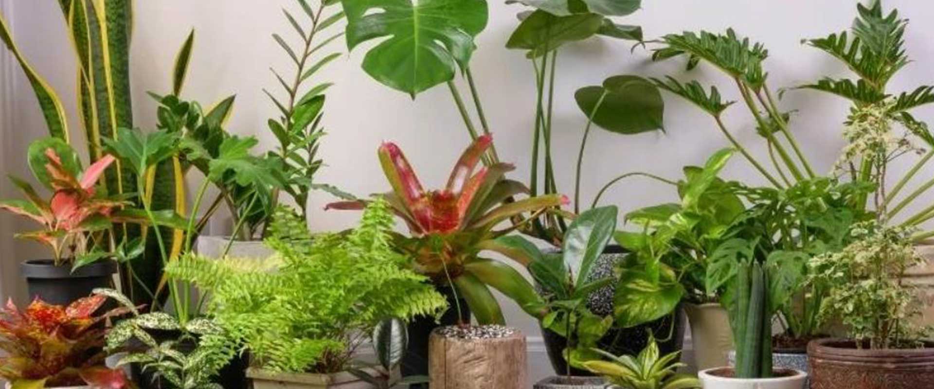 Feton LED Grow Light for Tropical Plant