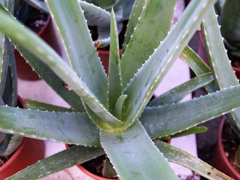How Does LED Growing Light Work for Aloe Plant？