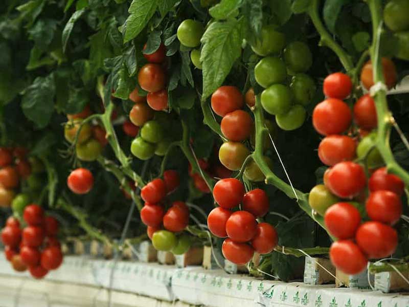 How Does LED Growing Light Work for Tomato？