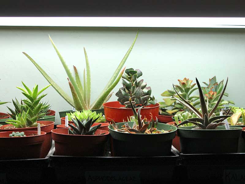 How to Grow Cactus Under Feton LED Grow Lights？