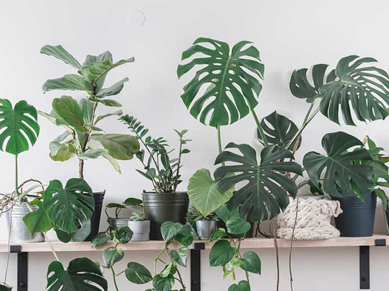 What Grow Light Is Best For Tropical Plants？