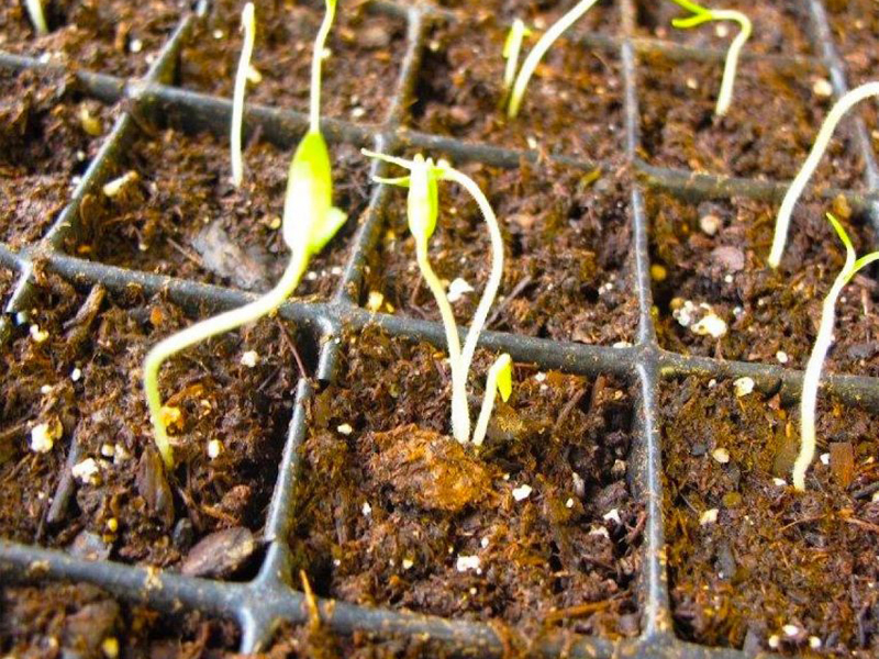 Starting Seedlings Under Feton Indoor Grow Lights