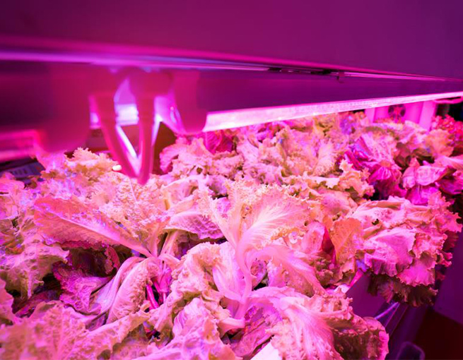 Effects of Using Feton Grow Light in Cultivation Environment