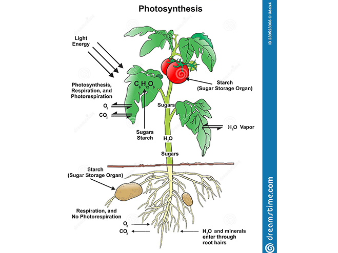 Biology technology