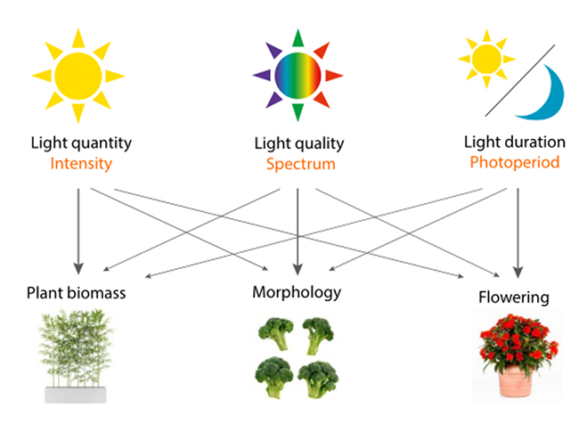 Grow technology