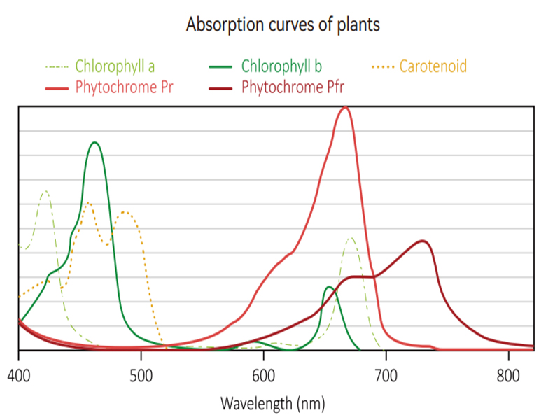 How Does LED Growing Light Work for Cannabis？