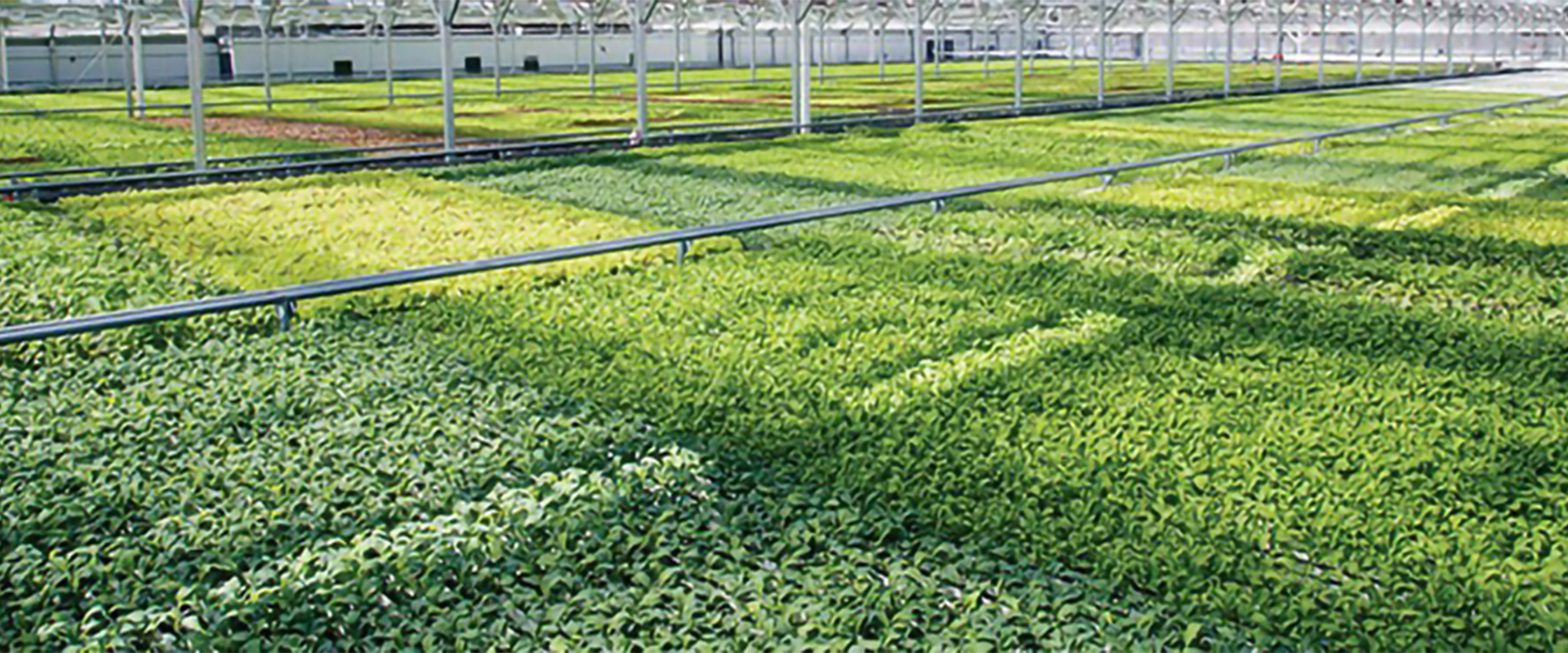 Feton LED Grow Light for Greenhouse
