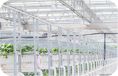 Grow Light for Cultivation Environment Solutions