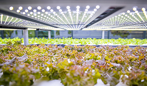 Using Plant LED Growth Lights Can Help Control the Environment and Save Costs
