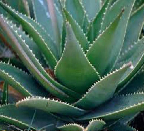 Grow Light For Aloe Plant