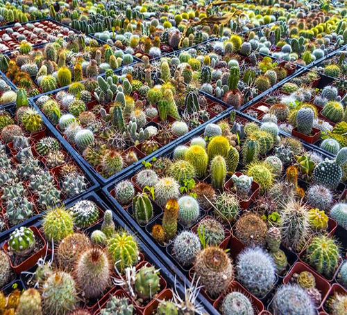 Grow Light For Cactus