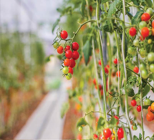 Grow Light For Tomato